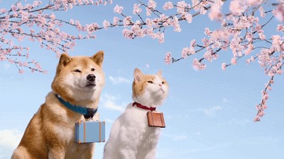 日本超人气组图：柴犬和旅行猫，画面太美了