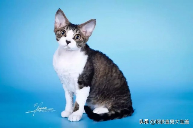 猫中小泰迪一样的卷毛猫你一定会喜欢他的手感