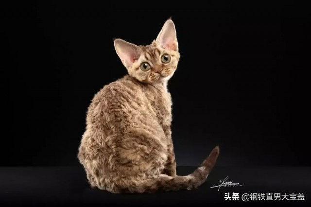 猫中小泰迪一样的卷毛猫你一定会喜欢他的手感