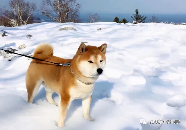 到底2021年买柴犬要多少钱？柴犬干货的价格来了