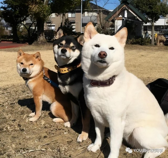 黑柴的价格高吗？一只黑柴犬多少钱？